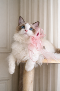 110cm solid wood cat tree with rattan baskets - perfect for Ragdoll cats