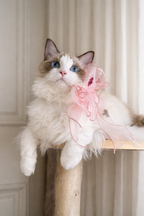 110cm solid wood cat tree with rattan baskets - perfect for Ragdoll cats
