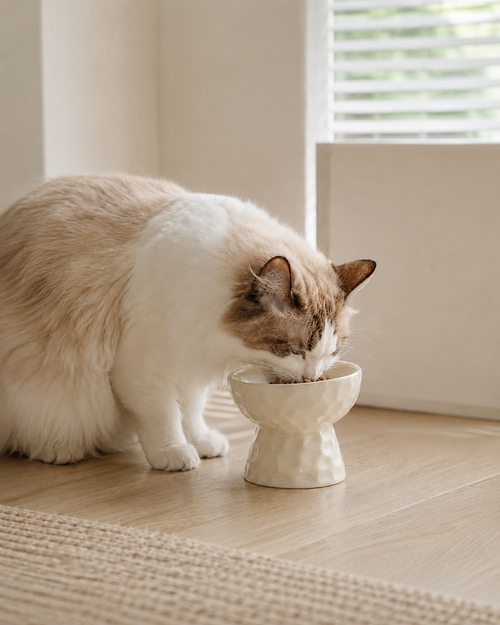 AuraFeed 15° Tilted Cat Bowl