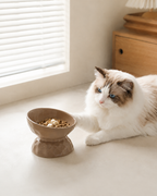  elevated ceramic pet bowl in modern house