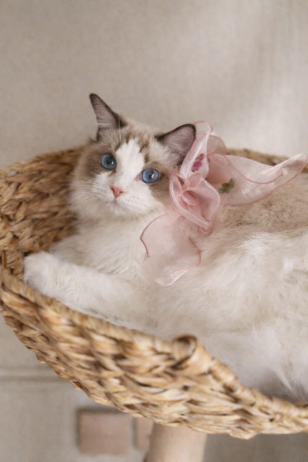 110cm solid wood cat tree with rattan baskets - perfect for Ragdoll cats