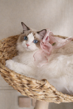 110cm solid wood cat tree with rattan baskets - perfect for Ragdoll cats