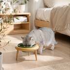 Cat eating from elevated ceramic bowl on wooden leg stand
