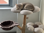 Bloom Series Cat Tree | Solid Timber · 86cm — Mocha
