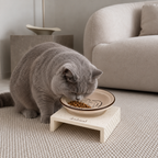 Britishcat eating from a MeAura bowl on a cream raised feeding stand